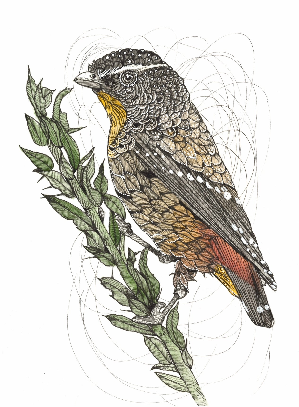 Little Bird